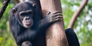 Simpanzi v ZOO
