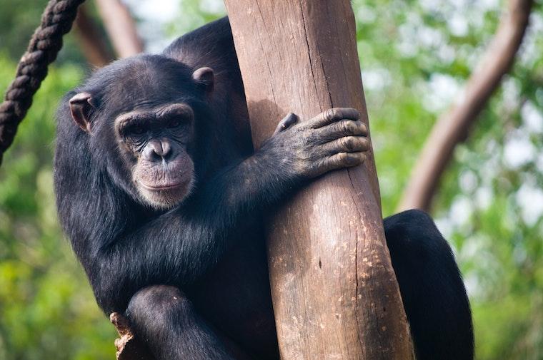 Simpanzi v ZOO